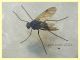 Rhagionidae corpo 7 mm. - Anzio 10.5.2021 - (1).JPG