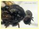 Rhagionidae corpo 7 mm. - Anzio 10.5.2021 - (15).JPG