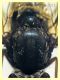 Rhagionidae corpo 7 mm. - Anzio 10.5.2021 - (36).JPG
