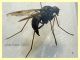 Rhagionidae corpo 7 mm. - Anzio 10.5.2021 - (7).JPG