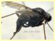 Rhagionidae corpo 7 mm. - Anzio 10.5.2021 - (31).JPG