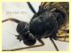 Rhagionidae corpo 7 mm. - Anzio 10.5.2021 - (22).JPG
