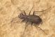 Cylindera germanica IMG_5536.jpg