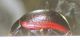 DSCF5018.JPG