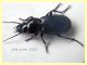 Pterostichus senza testa 15 mm. - lido delle sirene - (8).JPG