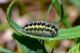 DSC_4234+4235.jpg