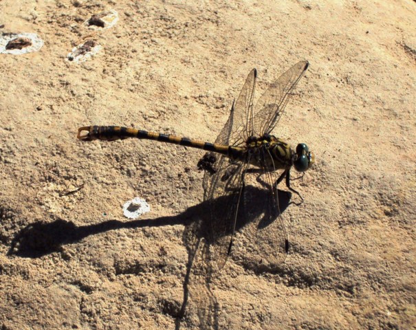 Onychogomphus uncatus3.JPG