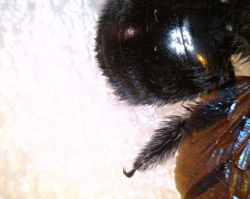 xylocopa2.jpg