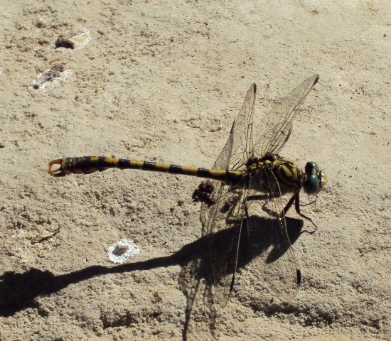 Onychogomphus uncatus2.JPG