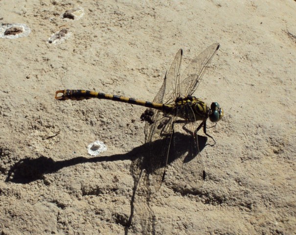 Onychogomphus uncatus3.JPG