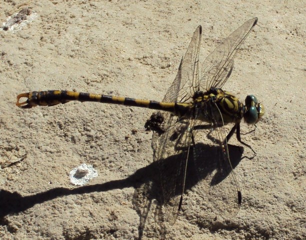 Onychogomphus uncatus4.jpg