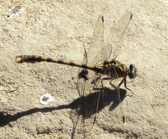 Onychogonmphus uncatus.JPG