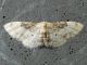 Idaea filicata SME Sud 26 V 2021 DSCN0401.JPG