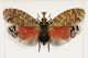 Phrictus diadema.jpg