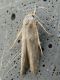 Tineidae sp. SME Sud 26 V 2021 DSCN0396.JPG