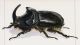 Oryctes nasicornis.jpg