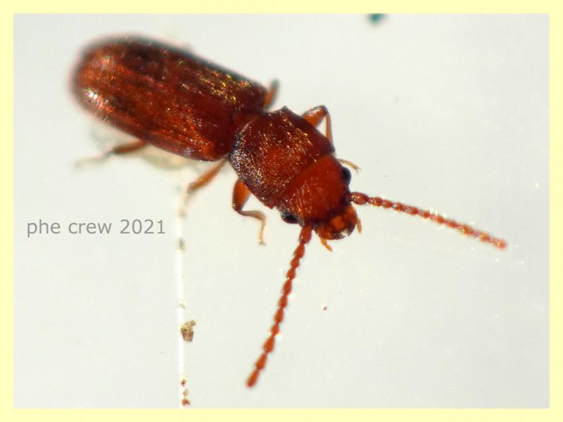 Cryptolestes sp. - 2 mm. - Anzio 2.6.2021 - (1).JPG