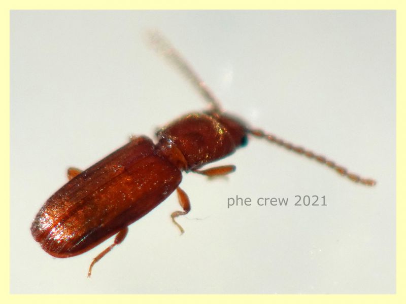 Cryptolestes sp. - 2 mm. - Anzio 2.6.2021 - (2).JPG