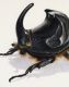 Oryctes nasicornis- particolare.jpg