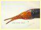 Tipulidae punta testa punta addome 20 mm. - Anzio 2.6.2021 - (3).JPG