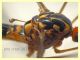 Tipulidae punta testa punta addome 20 mm. - Anzio 2.6.2021 - (8).JPG
