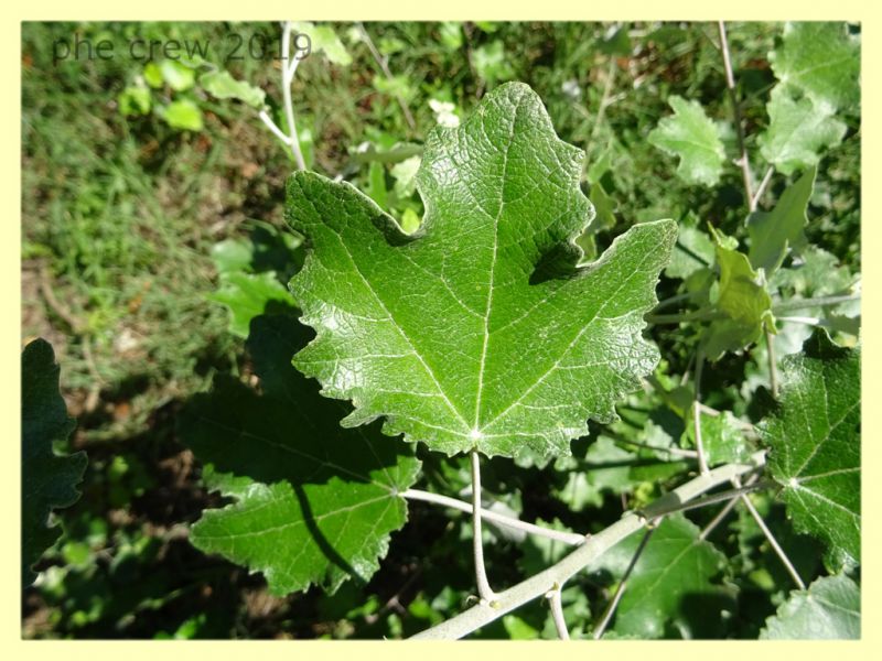 uova su Populus alba - Roma S. Paolo - 24.9.2019 - (7).JPG