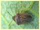 probabile Eysarcoris ventralis circa 4 mm. - Roma San Paolo 24.9.2019 - (1).JPG