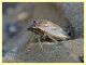 probabile Eysarcoris ventralis circa 4 mm. - Roma San Paolo 24.9.2019 - (3).JPG