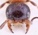 Copia di Myrmilla capitata_female_head_Sicilia.jpg