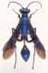 Foto1. Femmina, habitus.jpg