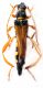 Stenopterus adlbaueri_Pulumur 044.jpg