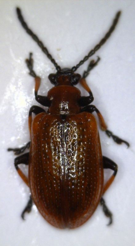 lilioceris tibialis4.jpg