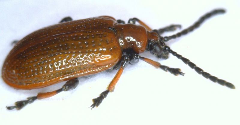 lilioceris tibialis10.jpg