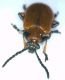 lilioceris tibialis7.jpg