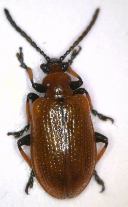 lilioceris tibialis5.jpg