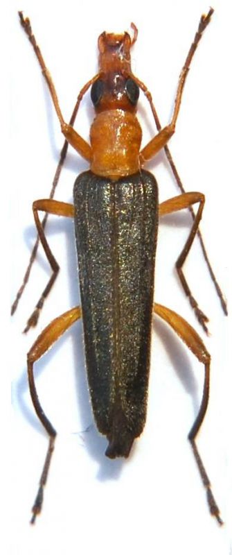 Oedemera.JPG