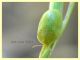 Cassida sp. - lido delle sirene - 28.5.2021 - (9).JPG