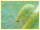 Cassida sp. - lido delle sirene - 28.5.2021 - (5).JPG