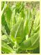 Cassida sp. - lido delle sirene - 28.5.2021 - (13).JPG