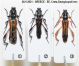 Stenopterus.JPG