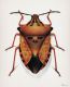 Carpocoris fuscispinus.jpg