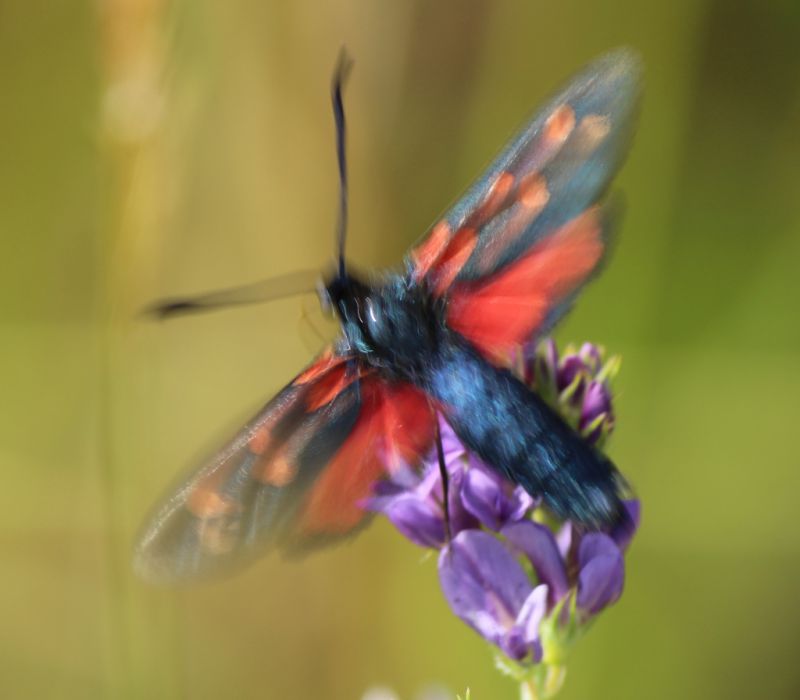 zygaena.JPG