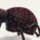 Brachycerus apterus- paricolare.jpg