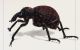Brachycerus apterus.jpg