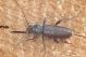Callidium coriaceum IMG_5565.jpg