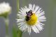 IMG_1207m Trichodes sp.JPG