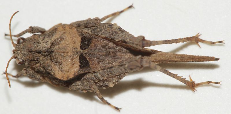 Tetrigidae ID5.JPG