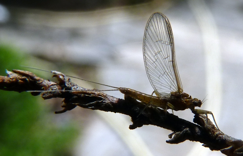 Baetis sp. (16-6-21 Zaragoza).jpg