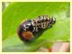 prob. Adalia bipunctata su Melograno - Anzio 20.6.2021 - (1).JPG