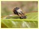 prob. Adalia bipunctata su Melograno - Anzio 20.6.2021 - (4).JPG